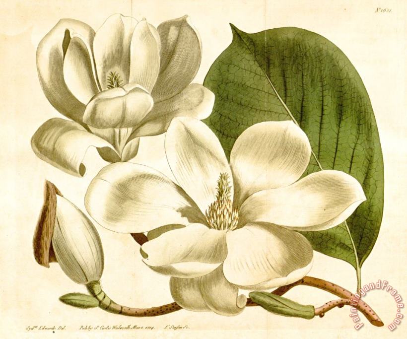 Magnolia Conspicua 1814 painting - Sydenham Teast Edwards Magnolia Conspicua 1814 Art Print