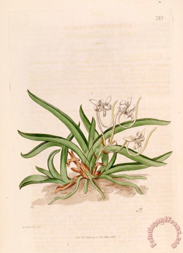 Sydenham Teast Edwards Neofinetia Falcata (as Limodorum Falcatum) 1818 Art Painting