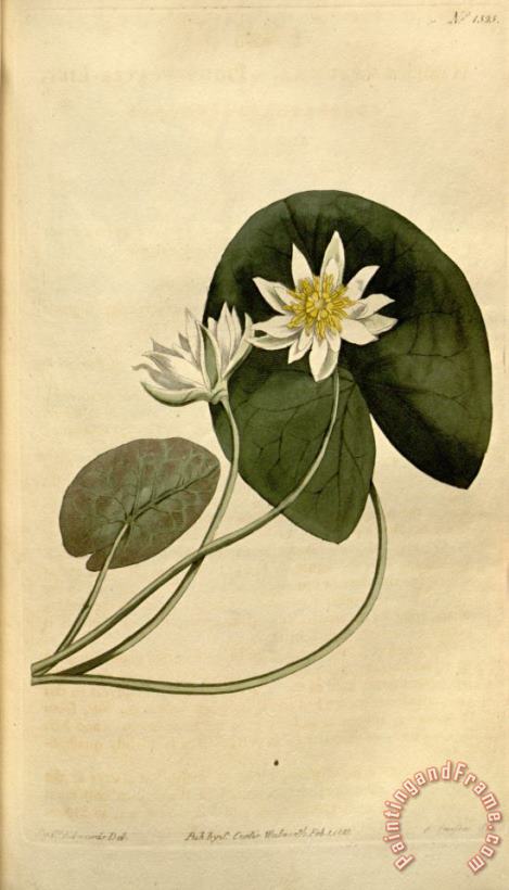 Sydenham Teast Edwards Nymphaea Pygmaea 1813 Art Print