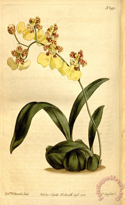 Sydenham Teast Edwards Oncidium Bifolium 1812 Art Painting