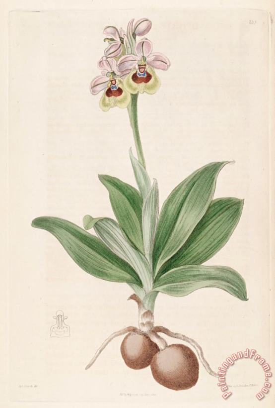 Sydenham Teast Edwards Ophrys Tenthredinifera 1817 Art Painting