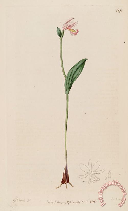 Pogonia Ophioglossoides 1816 painting - Sydenham Teast Edwards Pogonia Ophioglossoides 1816 Art Print