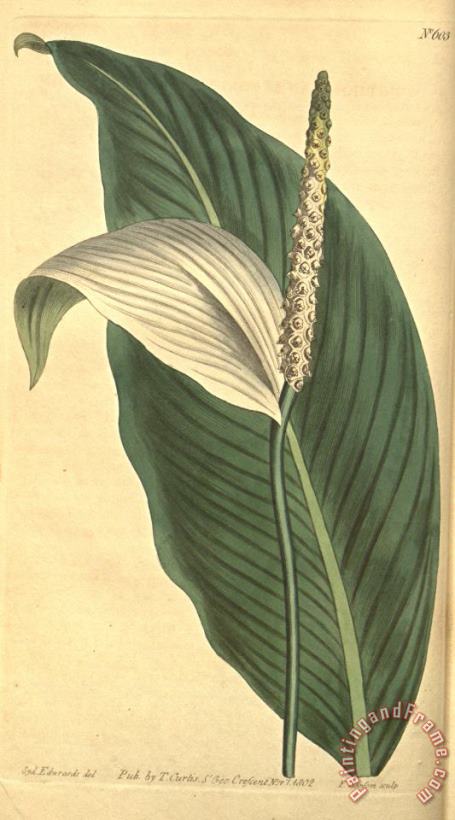 Pothos Cannaefolia 1803 painting - Sydenham Teast Edwards Pothos Cannaefolia 1803 Art Print
