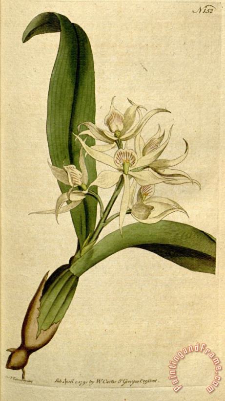 Sydenham Teast Edwards Prosthechea Fragrans (as Epidendrum Cochleatum Curtis) 1792 Art Painting