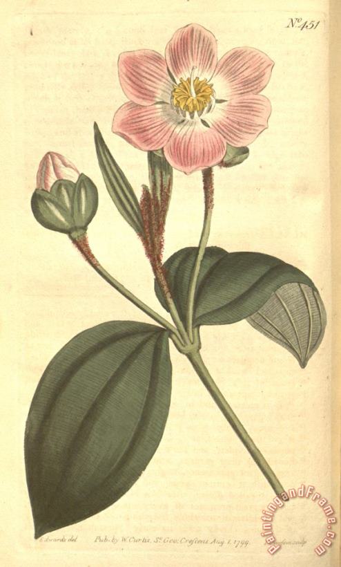 Sydenham Teast Edwards The Botanical Magazine 1799 Art Print