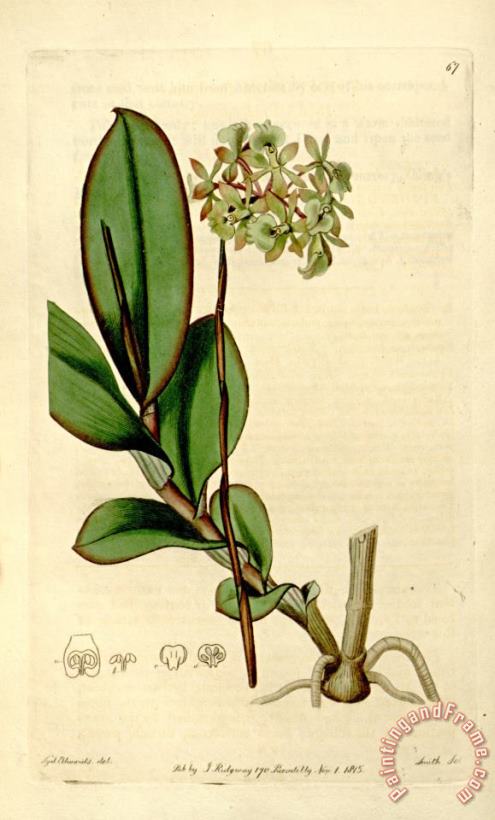 Sydenham Teast Edwards The Botanical Register 1815 Art Print