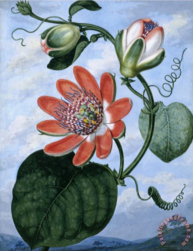 The Winged Passion Flower painting - Sydenham Teast Edwards The Winged Passion Flower Art Print
