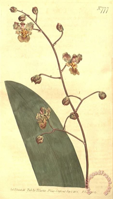 Sydenham Teast Edwards Trichocentrum Undulatum (as Epidendrum Undulatum) 1804 Art Print