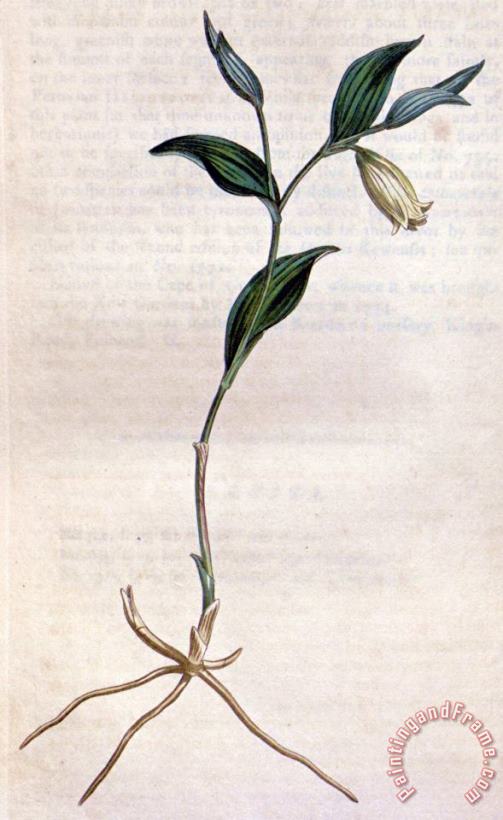 Sydenham Teast Edwards Uvularia Sessilifolia 1811 Art Print