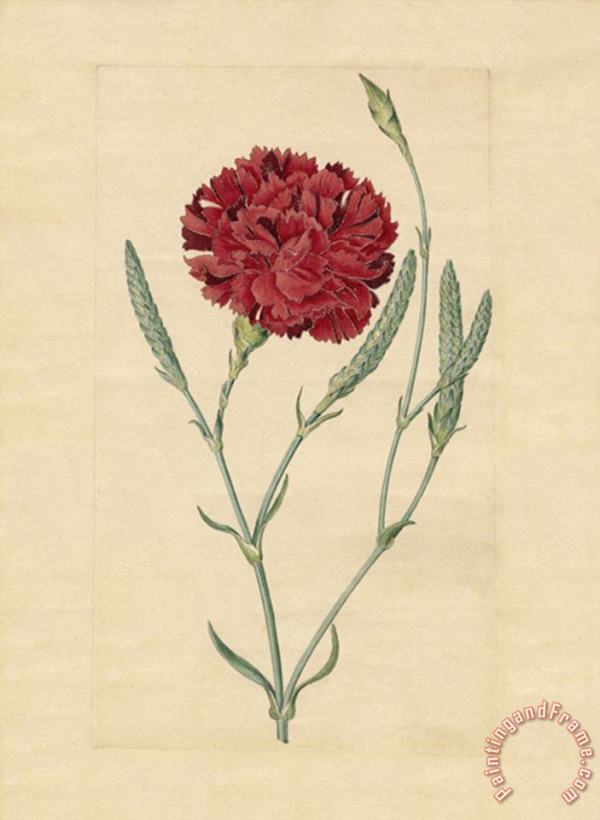 Wheatear Carnation painting - Sydenham Teast Edwards Wheatear Carnation Art Print
