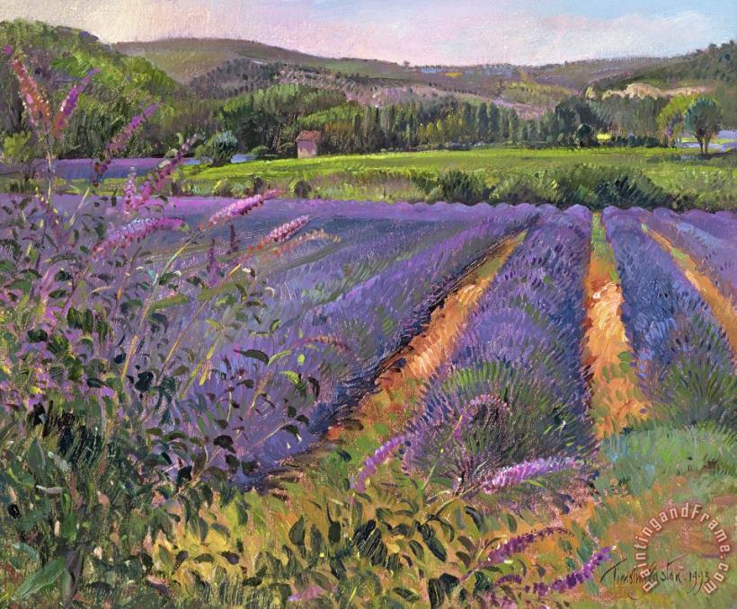 Buddleia And Lavender Field Montclus painting - Timothy Easton Buddleia And Lavender Field Montclus Art Print