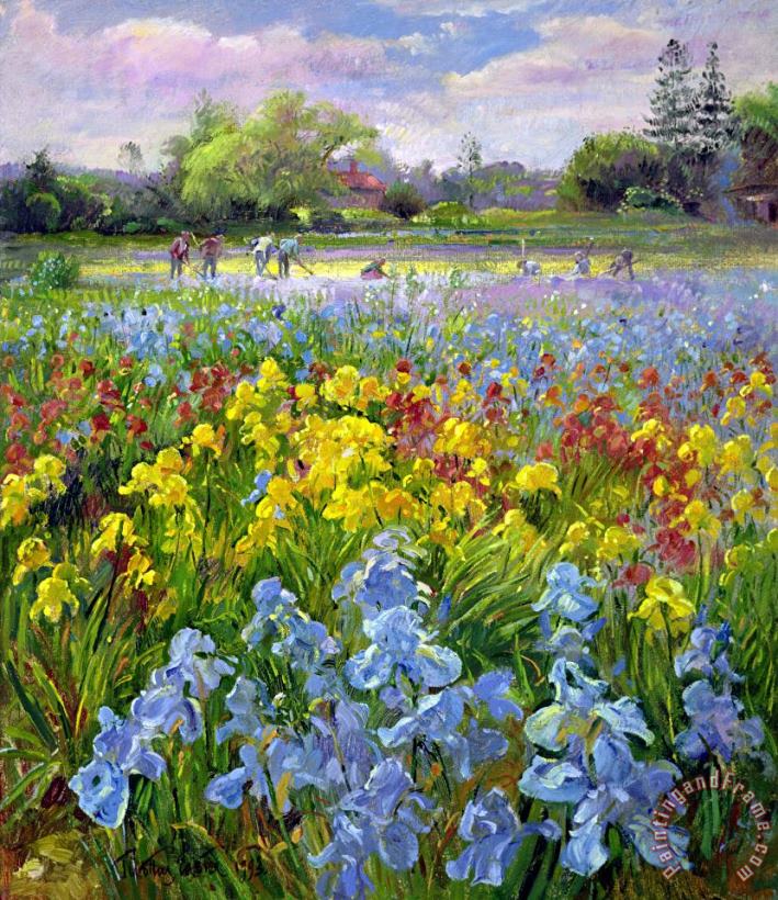 Hoeing Team and Iris Fields painting - Timothy Easton Hoeing Team and Iris Fields Art Print