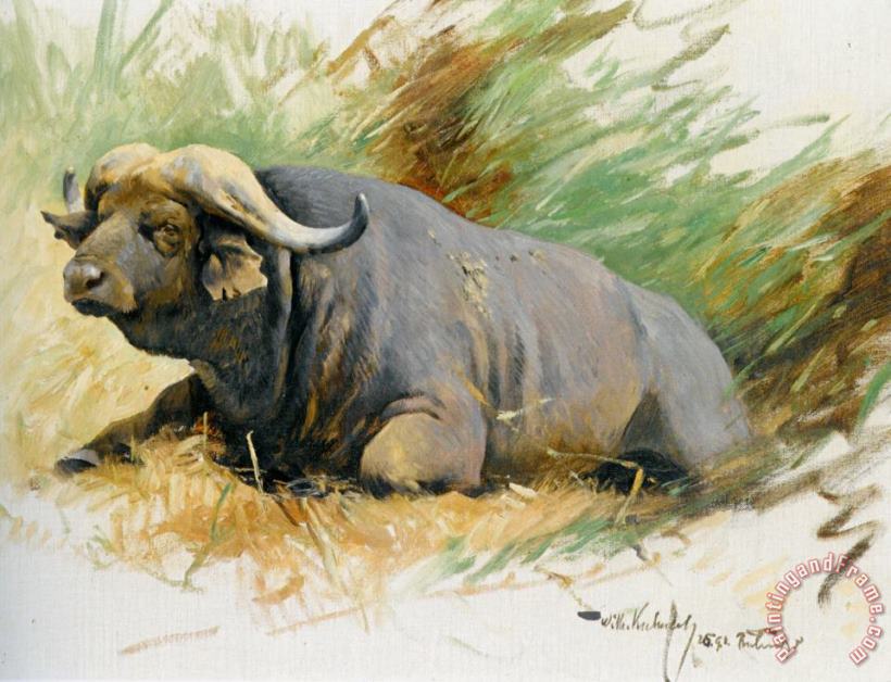 Wilhelm Kuhnert Studie Eines Kafferbuffels Art Painting