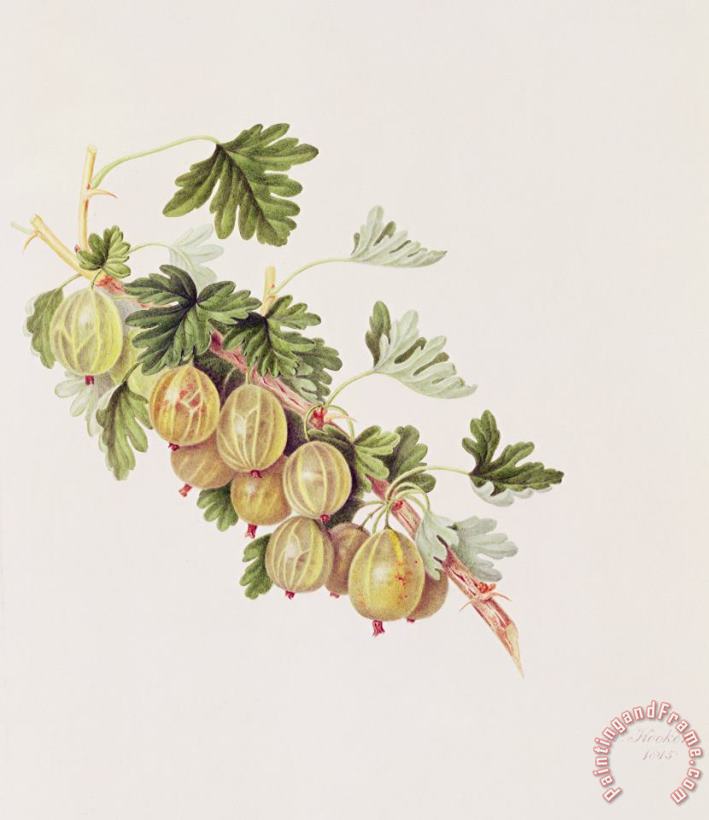Green Gooseberry painting - William Hooker Green Gooseberry Art Print