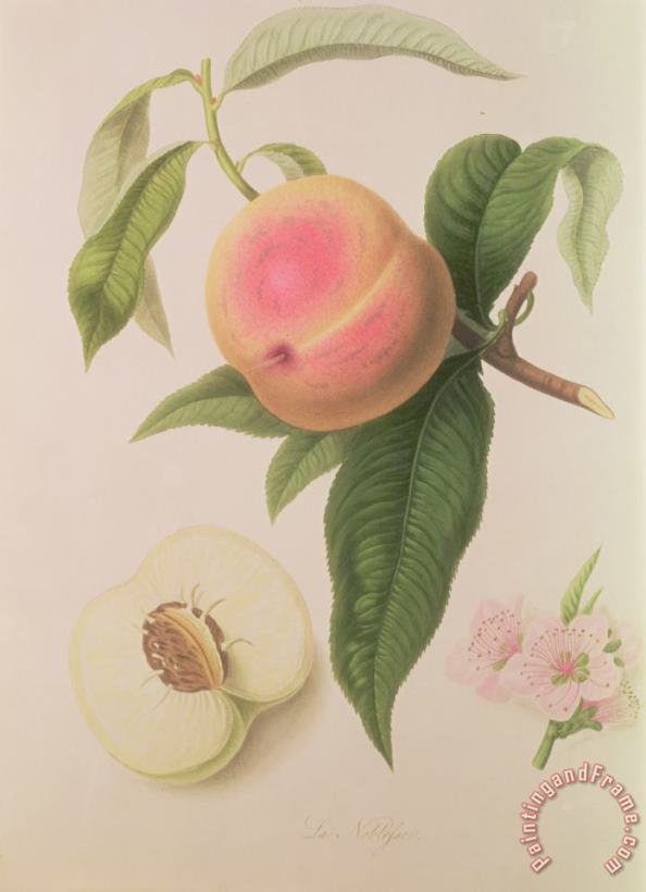 William Hooker Noblesse Peach Art Print