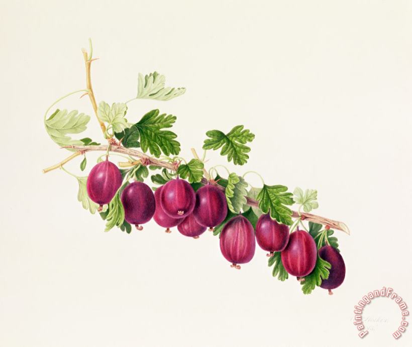 Purple Gooseberry painting - William Hooker Purple Gooseberry Art Print