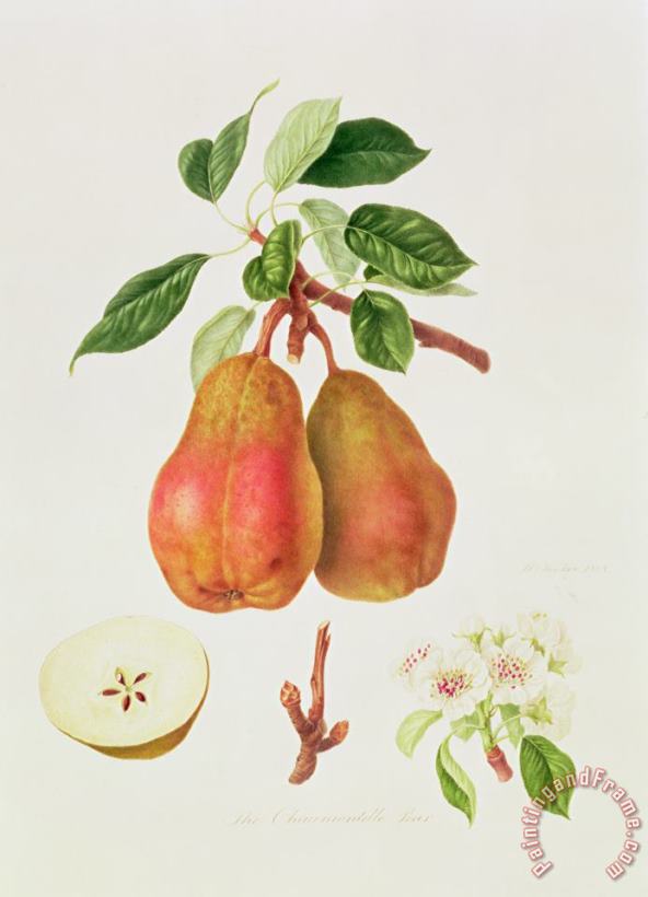 The Chaumontelle Pear painting - William Hooker The Chaumontelle Pear Art Print