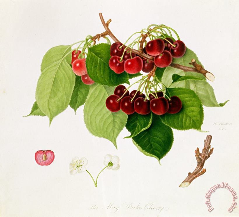 The May Duke Cherry painting - William Hooker The May Duke Cherry Art Print