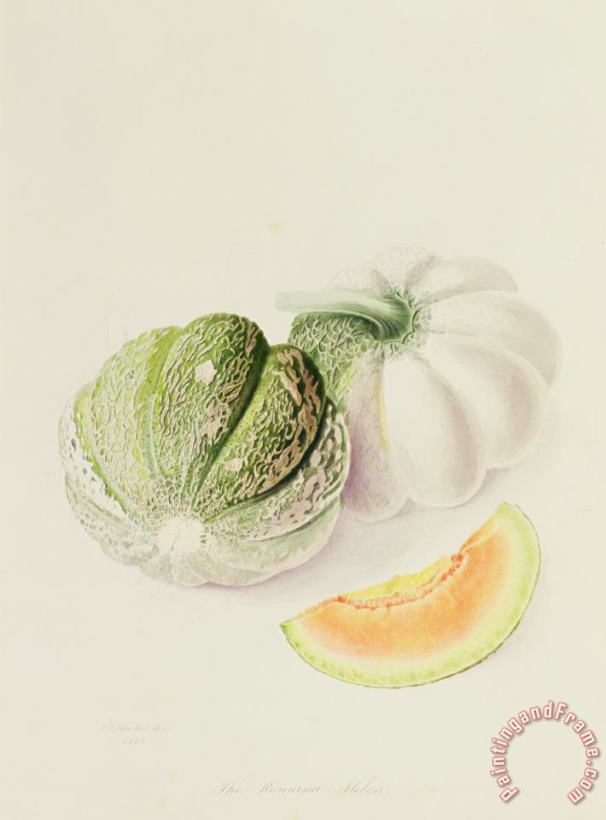 The Romana Melon painting - William Hooker The Romana Melon Art Print