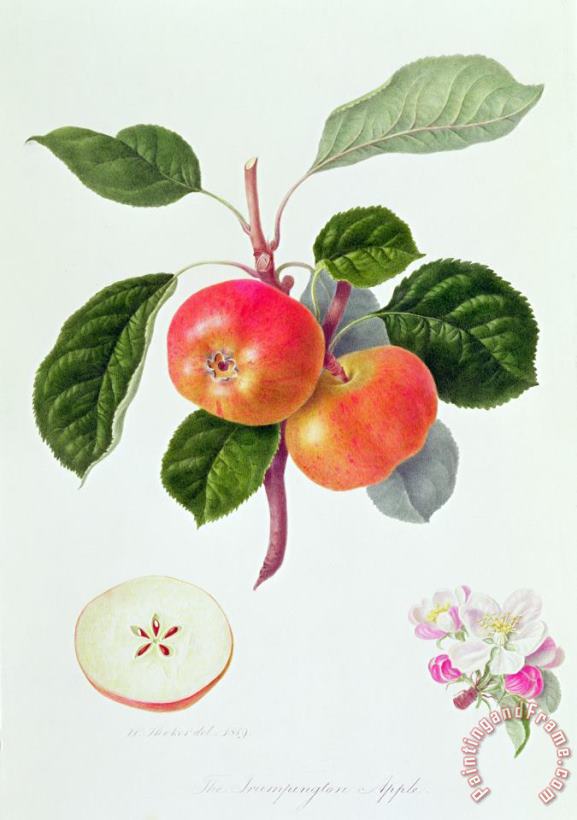 William Hooker The Trumpington Apple Art Print
