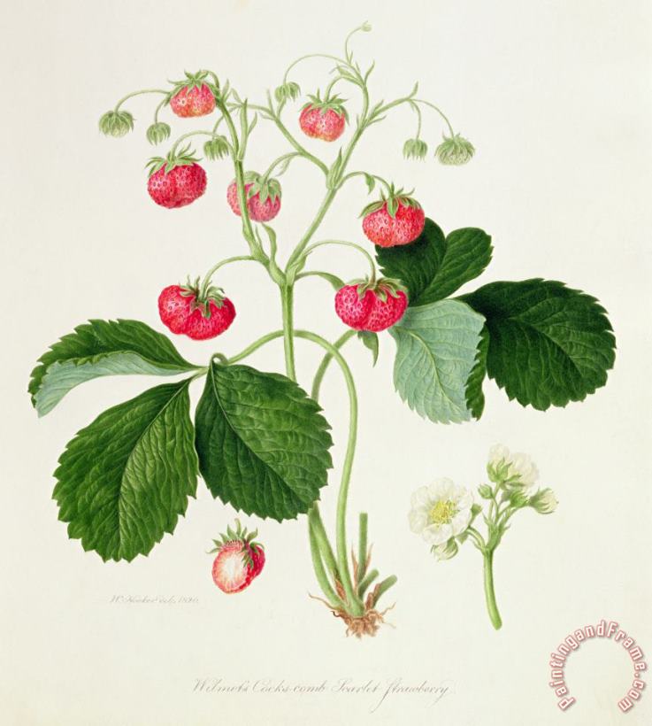 William Hooker Wilmot's Cocks Comb Scarlet Strawberry Art Painting