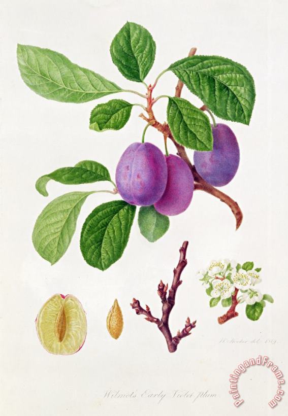 William Hooker Wilmot's Early Violet Plum Art Painting