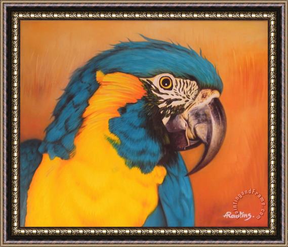 Agris Rautins Blue-and-yellow macaw Framed Print