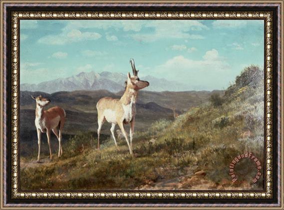 Albert Bierstadt Antelope Framed Painting