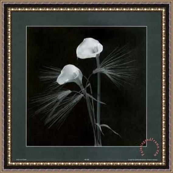 alfred gockel Calla Lilies Framed Painting