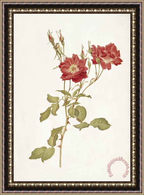 Alfred Parsons Rose Bourbon Framed Painting