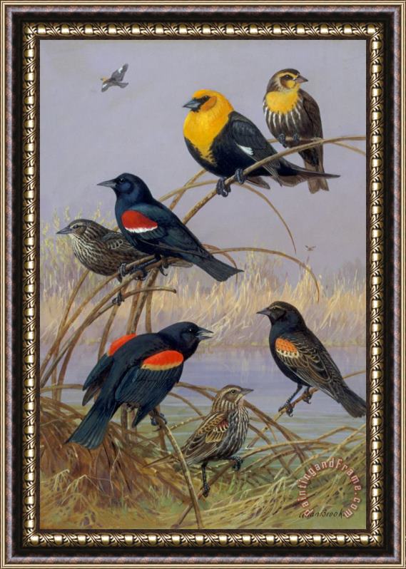 Allan Brooks Blackbirds and Orioles perched on gold braid Framed Painting