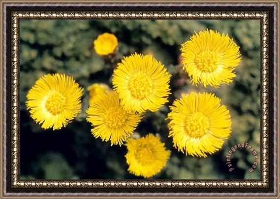 American School Common Coltsfoot Framed Painting