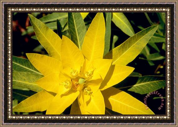 American School Euphorbia wallichii Framed Painting