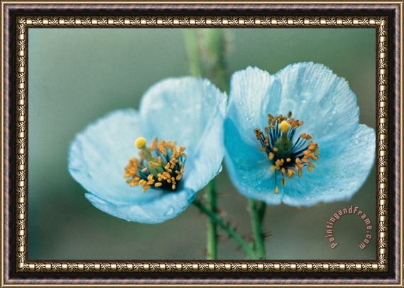 American School Himalayan Blue Poppy Framed Print