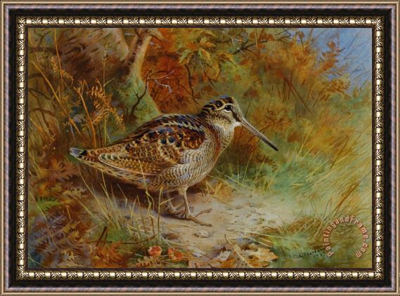 Archibald Thorburn A Woodcock Framed Painting