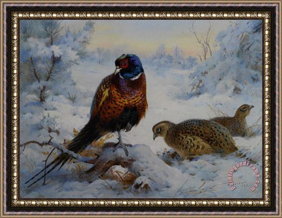 Archibald Thorburn Cock And Hen Pheasant in Winter Framed Print