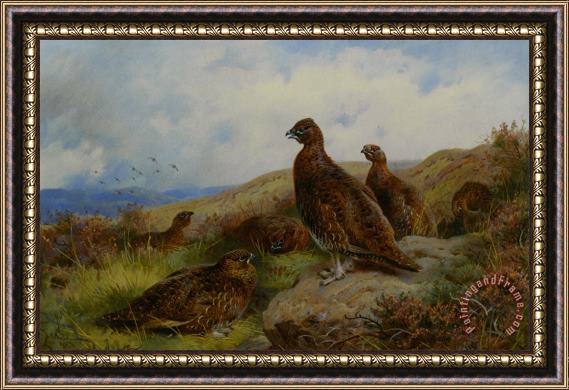 Archibald Thorburn Red Grouse Packing Framed Painting
