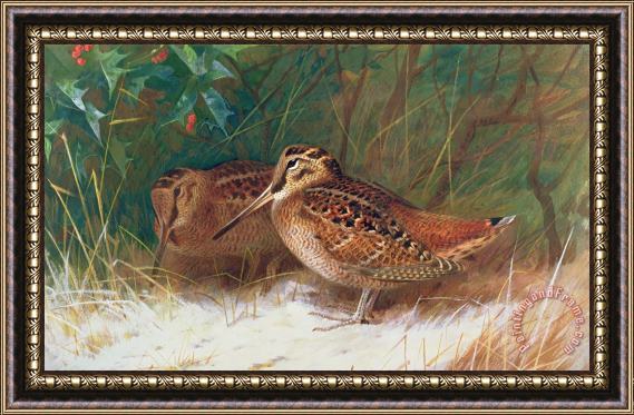 Archibald Thorburn Woodcock in the Undergrowth Framed Print