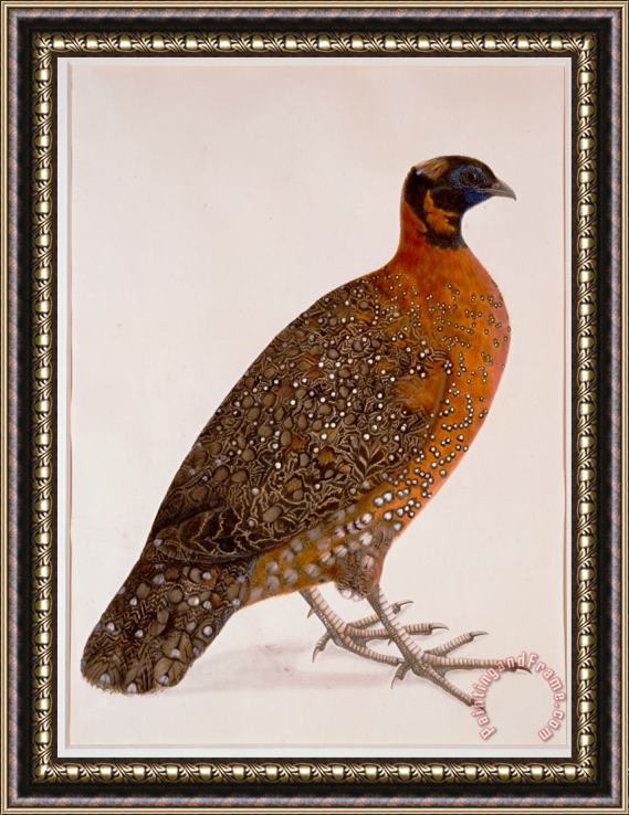Artist, maker unknown, India Crimson Horned Pheasant (satyr Tragapan) Framed Painting
