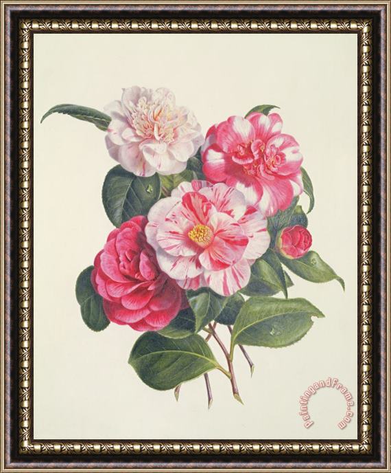 Augusta Innes Withers Camelias Framed Painting