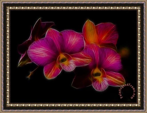 Blair Wainman Delicate Dendrobium Framed Print