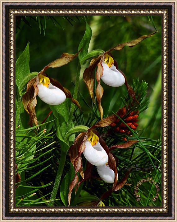 Blair Wainman Mountain Lady's Slipper Orchid Framed Print