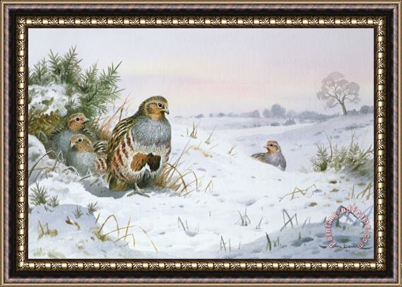 Carl Donner Grey Partridge Framed Painting