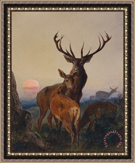 Charles Jones A Stag With Deer In A Wooded Landscape At Sunset Framed Print