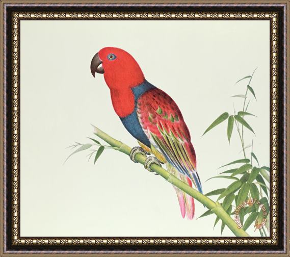 Chinese School Electus Parrot On A Bamboo Shoot Framed Painting