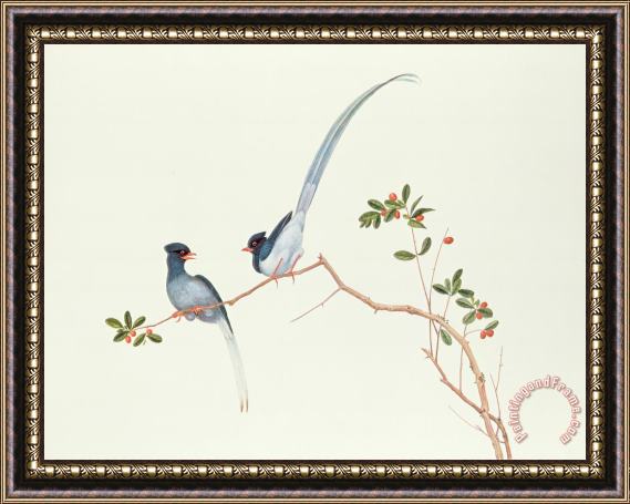 Chinese School Red Billed Blue Magpies On A Branch With Red Berries Framed Painting