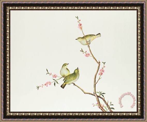 Chinese School White Eye Bird Framed Painting