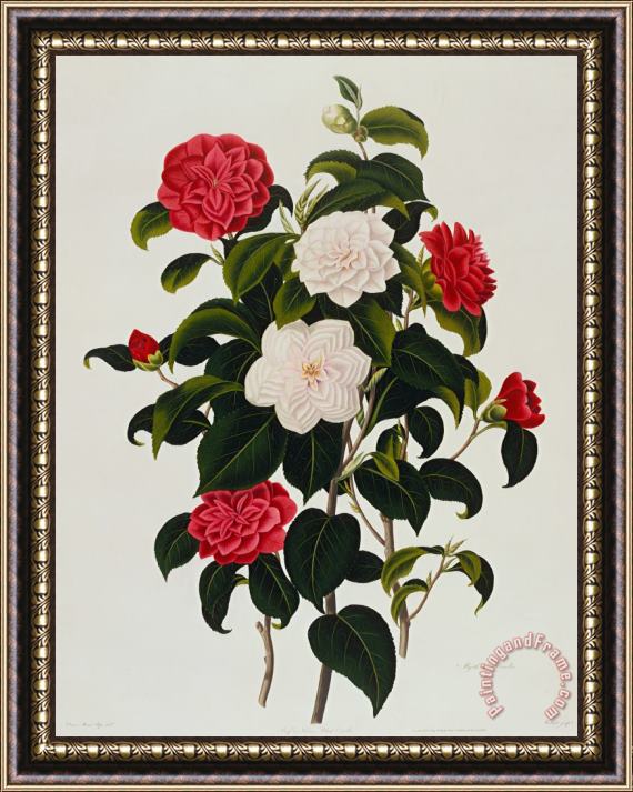 Clara Maria Pope Myrtle Leaved Camellia Framed Painting