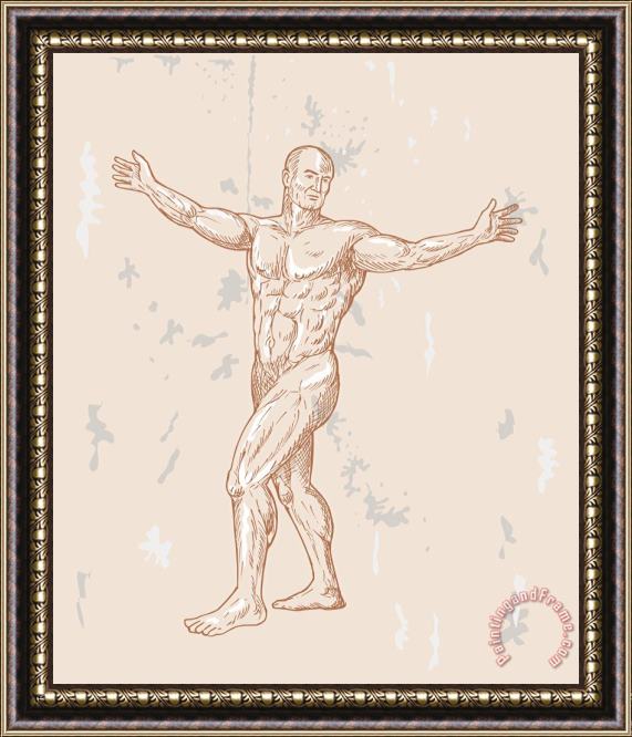 Collection 10 Male Human Anatomy Framed Print