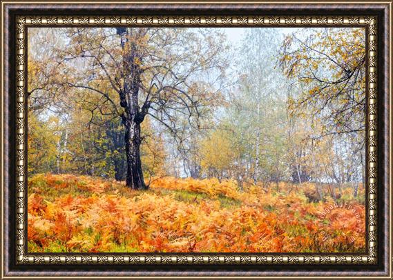 Collection 12 Autumn Dreams Framed Painting